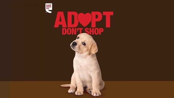 SightsIn Plus Article: Café Coffee Day is organizing pet adoption drive in Bengaluru on Valentine’s Day