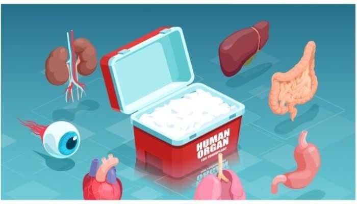 Latest news: Govt. approves days Special Casual Leave Organ Donation - SightsIn Plus