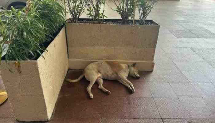 Latest news: Netizens praise Ratan Tata for welcoming dogs at Taj Mahal Hotel - SightsIn Plus